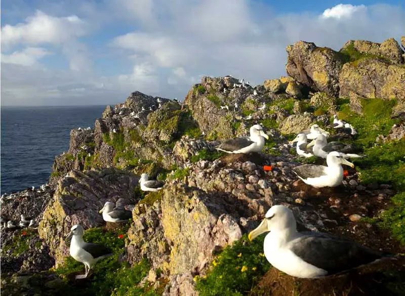 Albatross Island