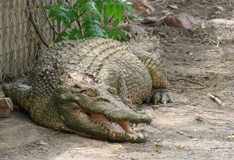 Australian Wildlife - Saltwater Crocodile