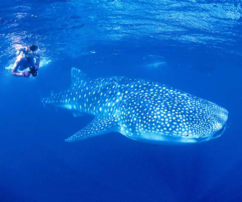 Australian Wildlife - Whale Shark